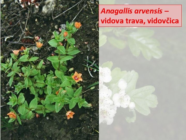 Anagallis arvensis – vidova trava, vidovčica 