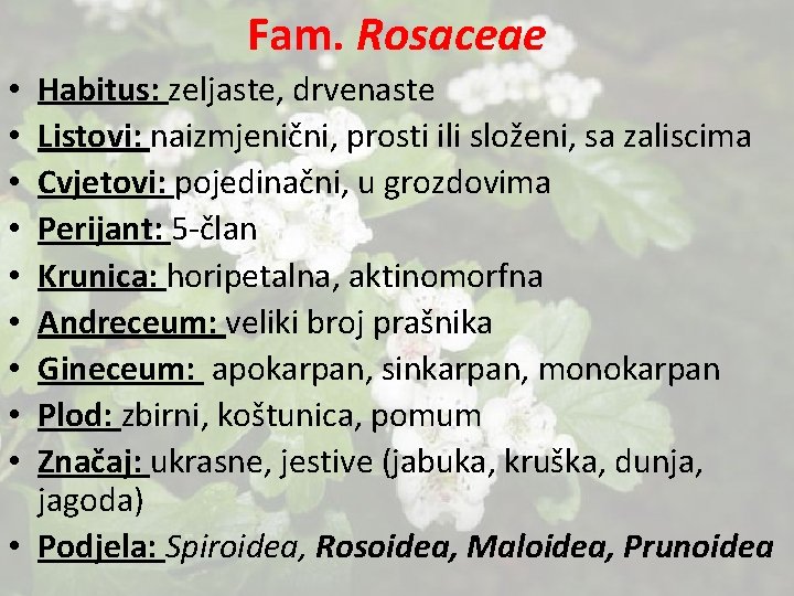 Fam. Rosaceae Habitus: zeljaste, drvenaste Listovi: naizmjenični, prosti ili složeni, sa zaliscima Cvjetovi: pojedinačni,