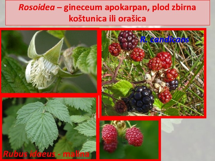 Rosoidea – gineceum apokarpan, plod zbirna koštunica ili orašica R. candicans Rubus idaeus -