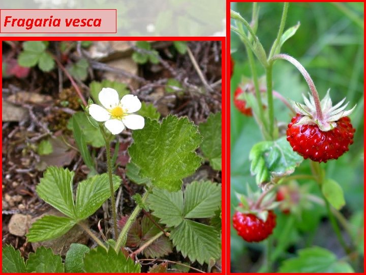 Fragaria vesca 