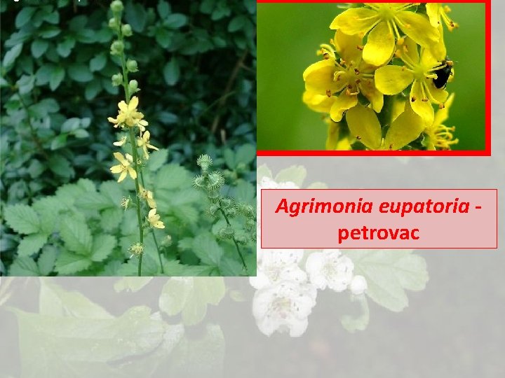 Agrimonia eupatoria petrovac 
