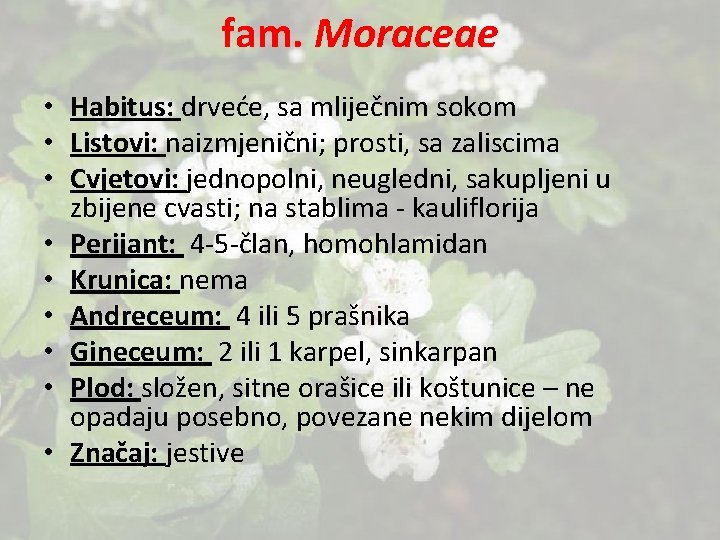 fam. Moraceae • Habitus: drveće, sa mliječnim sokom • Listovi: naizmjenični; prosti, sa zaliscima