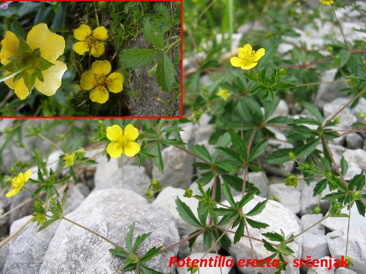 Potentilla erecta - srčenjak 