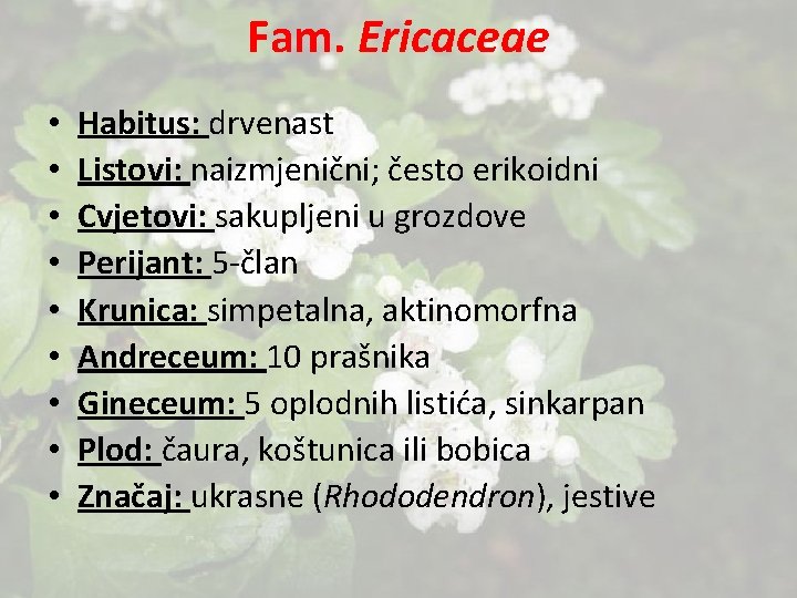 Fam. Ericaceae • • • Habitus: drvenast Listovi: naizmjenični; često erikoidni Cvjetovi: sakupljeni u