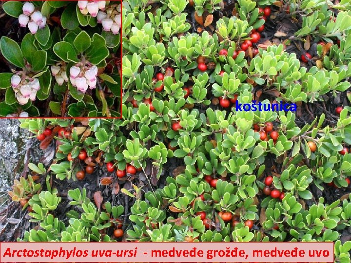 koštunica Arctostaphylos uva-ursi - medveđe grožđe, medveđe uvo 