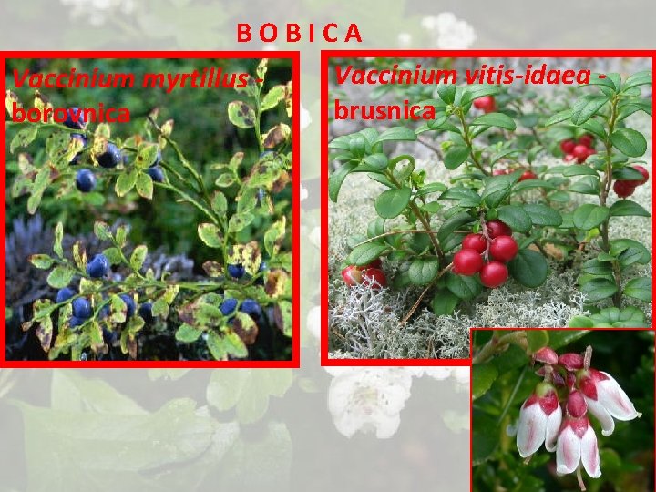 BOBICA Vaccinium vitis-idaea Vaccinium myrtillus brusnica borovnica 