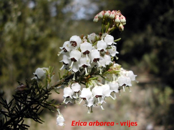 Erica arborea - vrijes 