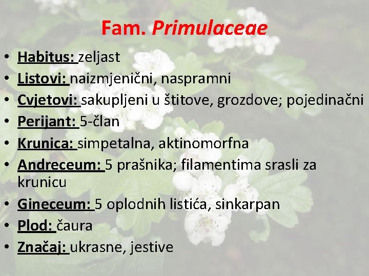 Fam. Primulaceae Habitus: zeljast Listovi: naizmjenični, naspramni Cvjetovi: sakupljeni u štitove, grozdove; pojedinačni Perijant: