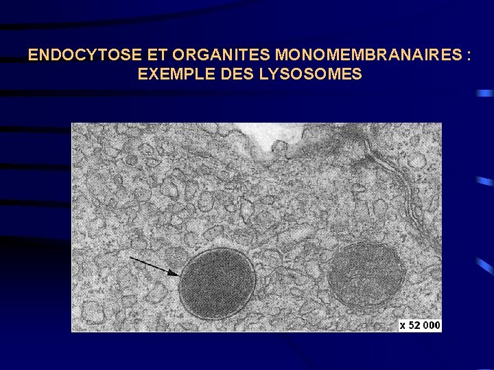 ENDOCYTOSE ET ORGANITES MONOMEMBRANAIRES : EXEMPLE DES LYSOSOMES 