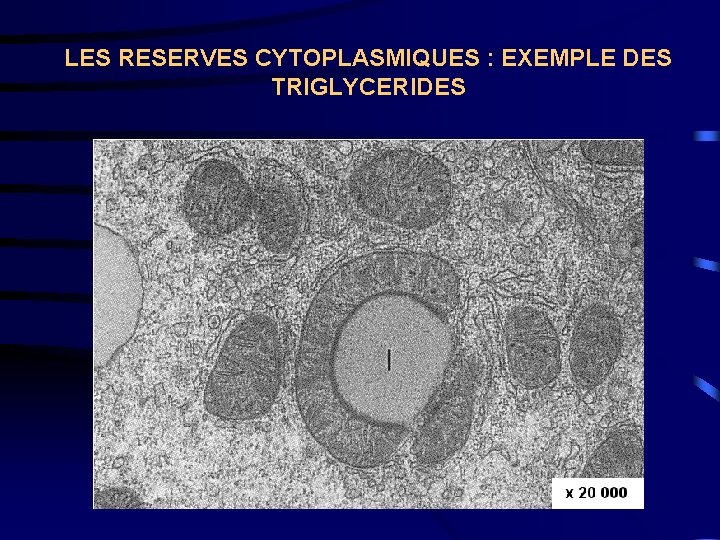 LES RESERVES CYTOPLASMIQUES : EXEMPLE DES TRIGLYCERIDES 