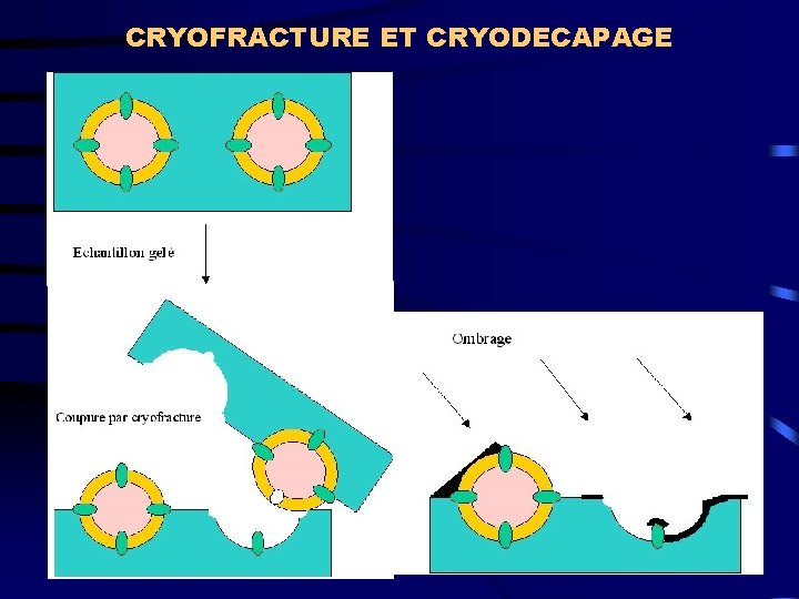 CRYOFRACTURE ET CRYODECAPAGE 