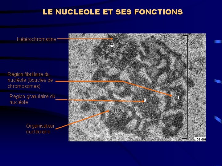 LE NUCLEOLE ET SES FONCTIONS Hétérochromatine Région fibrillaire du nucléole (boucles de chromosomes) Région