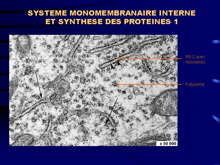SYSTEME MONOMEMBRANAIRE INTERNE ET SYNTHESE DES PROTEINES 1 REG avec ribosomes Polysome 