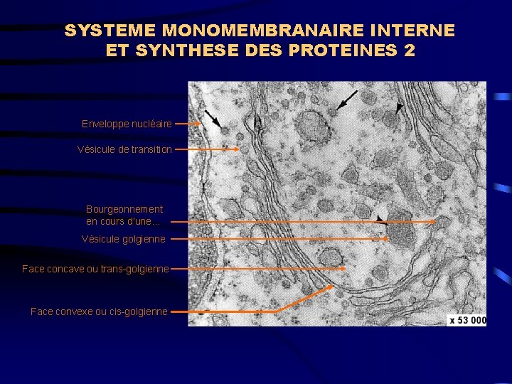 SYSTEME MONOMEMBRANAIRE INTERNE ET SYNTHESE DES PROTEINES 2 Enveloppe nucléaire Vésicule de transition Bourgeonnement