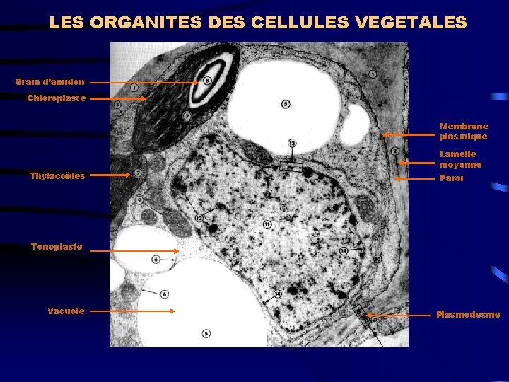 LES ORGANITES DES CELLULES VEGETALES Grain d’amidon Chloroplaste Membrane plasmique Thylacoïdes Lamelle moyenne Paroi