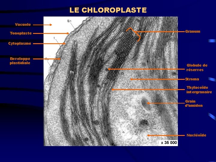 LE CHLOROPLASTE Vacuole Tonoplaste Granum Cytoplasme Enveloppe plastidiale Globule de réserves Stroma Thylacoïde intergranaire
