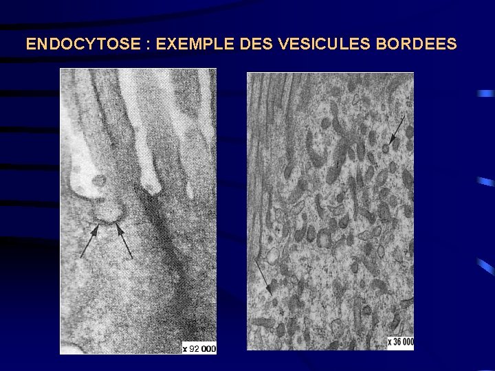 ENDOCYTOSE : EXEMPLE DES VESICULES BORDEES 