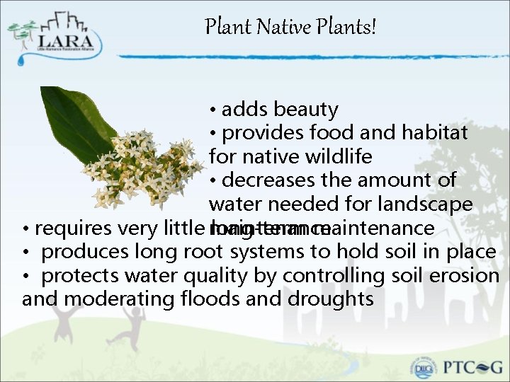Plant Native Plants! • adds beauty • provides food and habitat for native wildlife