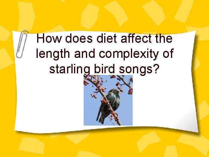 How does diet affect the length and complexity of starling bird songs? 