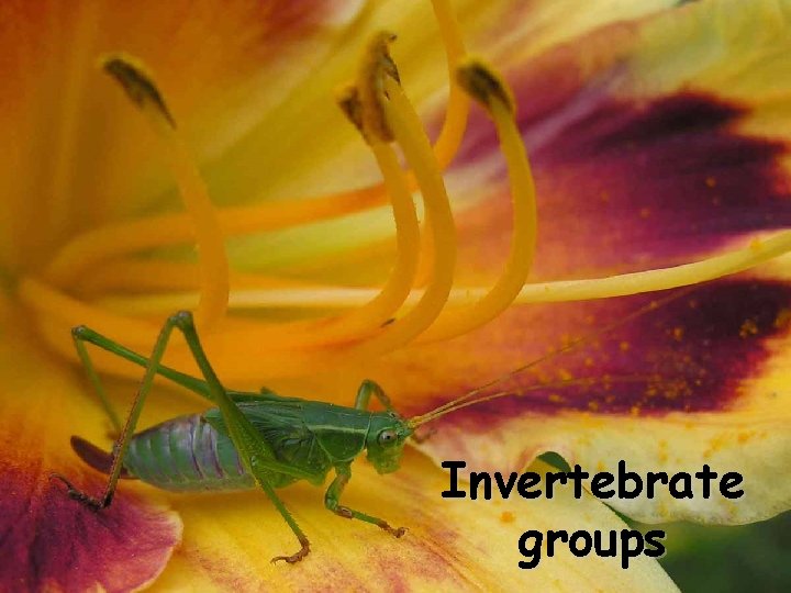 Invertebrate groups 