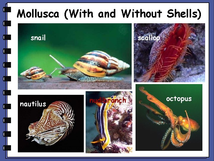 Mollusca (With and Without Shells) snail nautilus scallop nudibranch octopus 