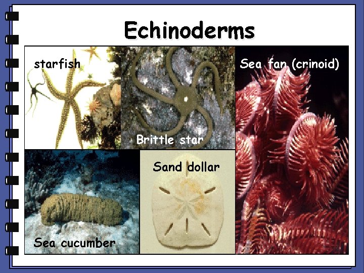 Echinoderms Sea fan (crinoid) starfish Brittle star Sand dollar Sea cucumber 