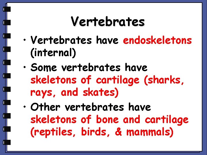 Vertebrates • Vertebrates have endoskeletons (internal) • Some vertebrates have skeletons of cartilage (sharks,