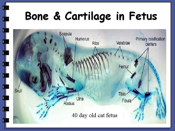 Bone & Cartilage in Fetus 40 day old cat fetus 