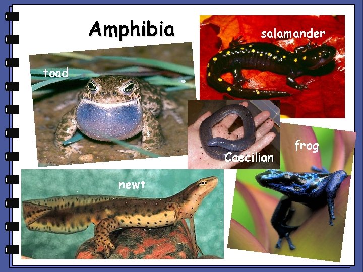 Amphibia salamander toad Caecilian newt frog 