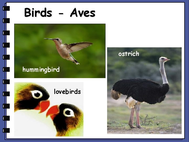 Birds - Aves ostrich hummingbird lovebirds 