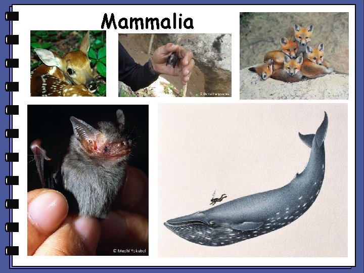 Mammalia 