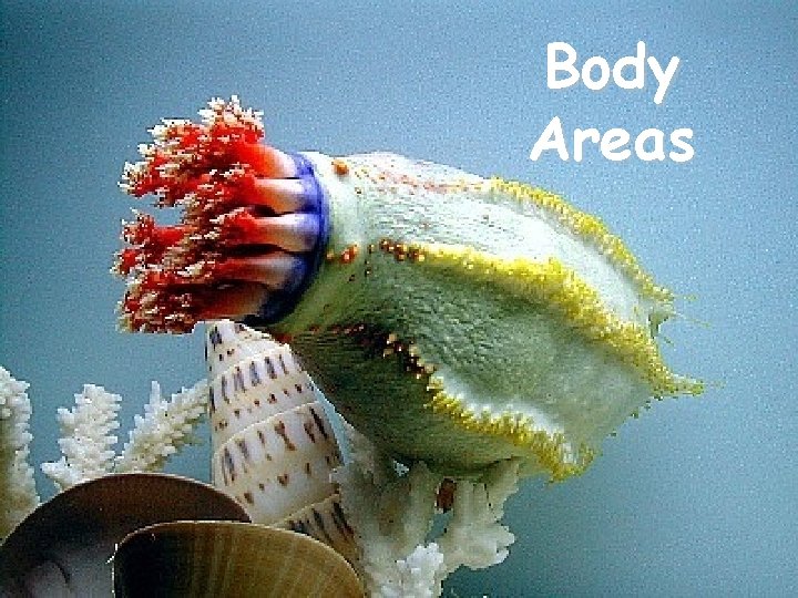 Body Areas 