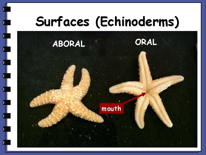 Surfaces (Echinoderms) ORAL ABORAL mouth 