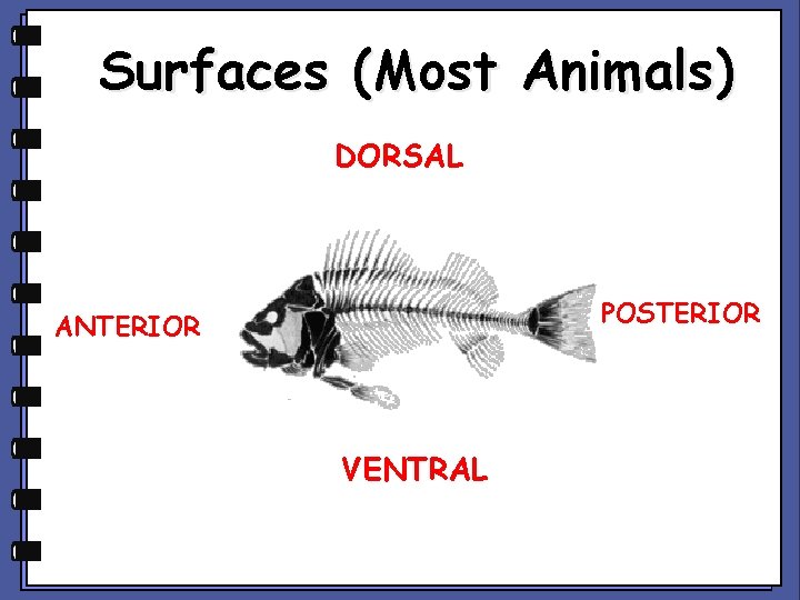 Surfaces (Most Animals) DORSAL POSTERIOR ANTERIOR VENTRAL 