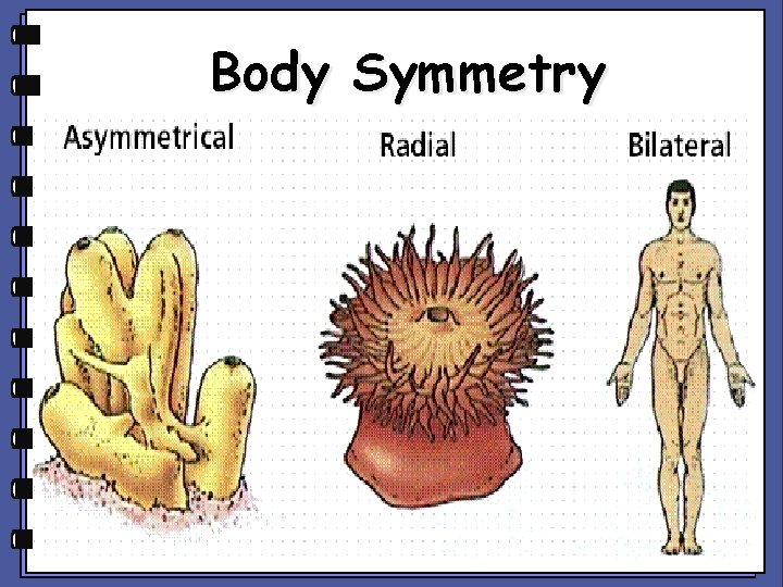 Body Symmetry 