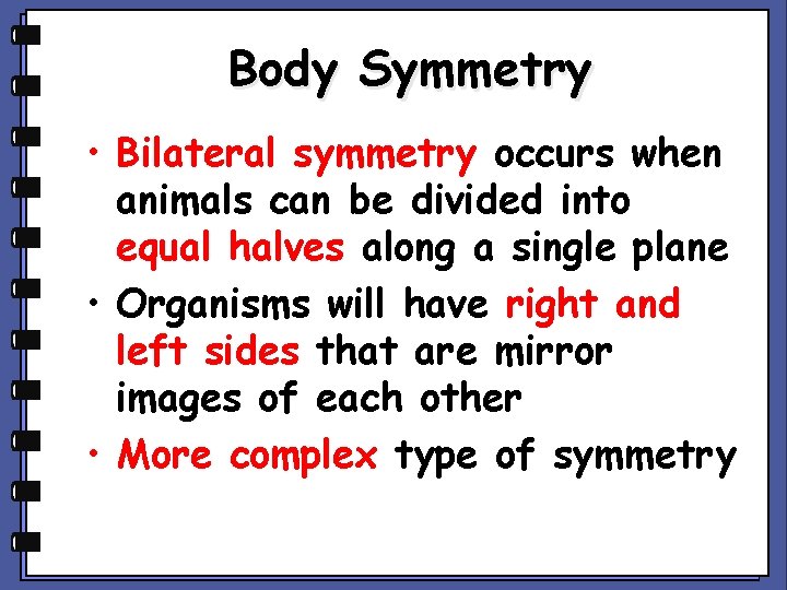 Body Symmetry • Bilateral symmetry occurs when animals can be divided into equal halves