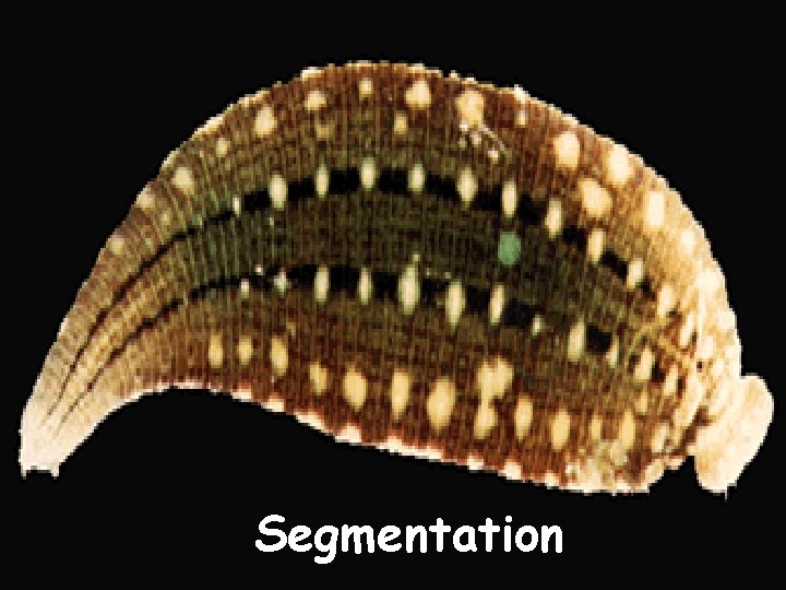 Segmentation 