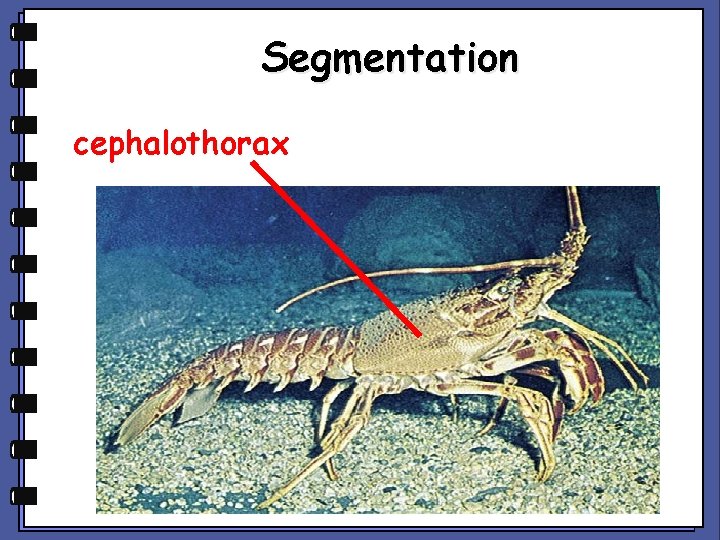Segmentation cephalothorax 