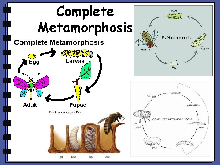Complete Metamorphosis 