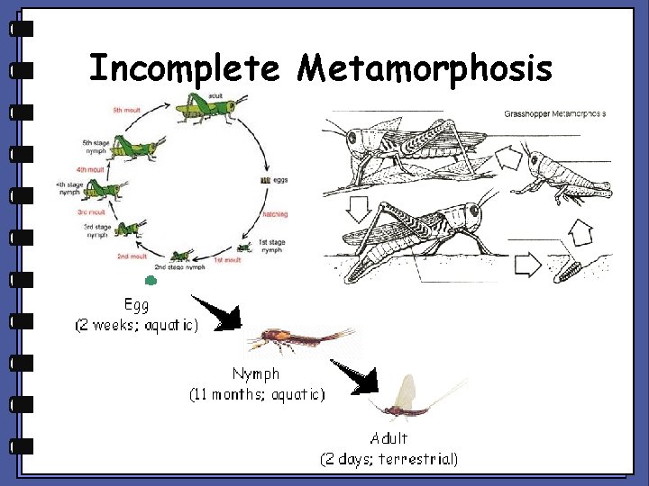 Incomplete Metamorphosis 