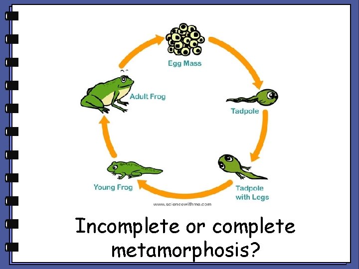 Incomplete or complete metamorphosis? 