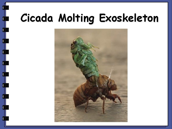 Cicada Molting Exoskeleton 