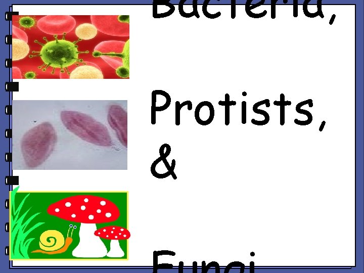 Bacteria, Protists, & 