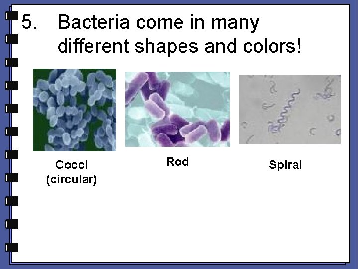 5. Bacteria come in many different shapes and colors! Cocci (circular) Rod Spiral 