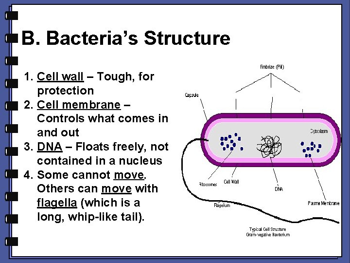 B. Bacteria’s Structure 1. Cell wall – Tough, for protection 2. Cell membrane –