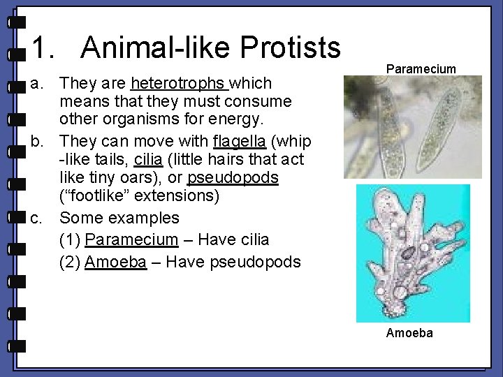 1. Animal-like Protists a. They are heterotrophs which means that they must consume other