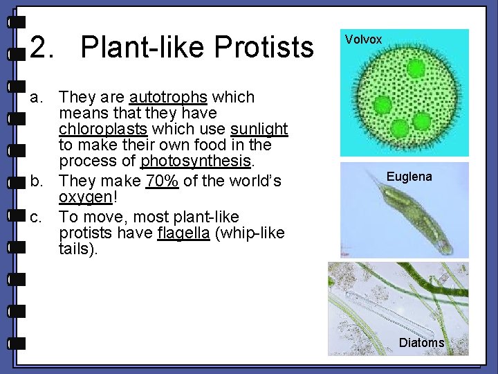 2. Plant-like Protists a. They are autotrophs which means that they have chloroplasts which
