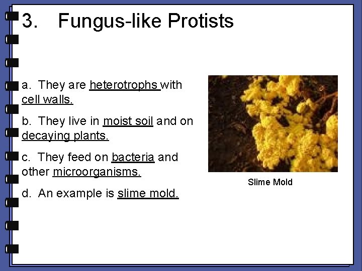 3. Fungus-like Protists a. They are heterotrophs with cell walls. b. They live in