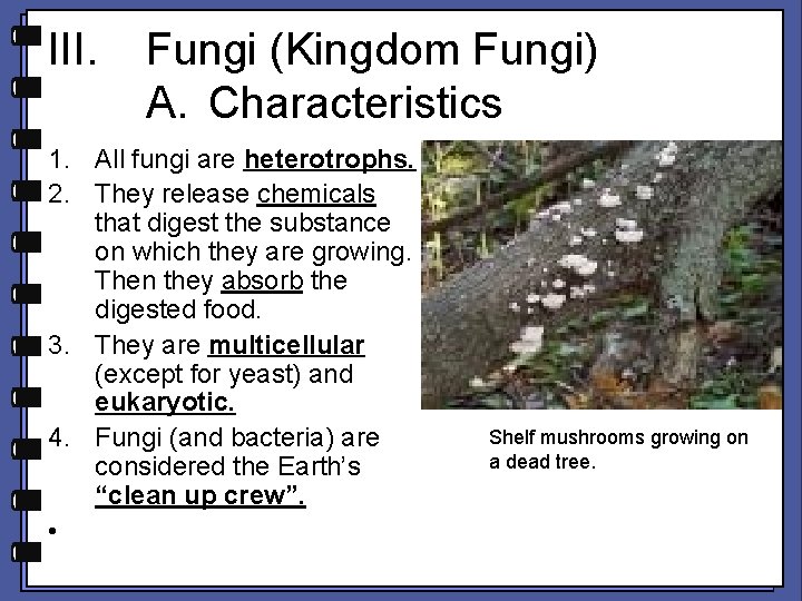 III. Fungi (Kingdom Fungi) A. Characteristics 1. All fungi are heterotrophs. 2. They release