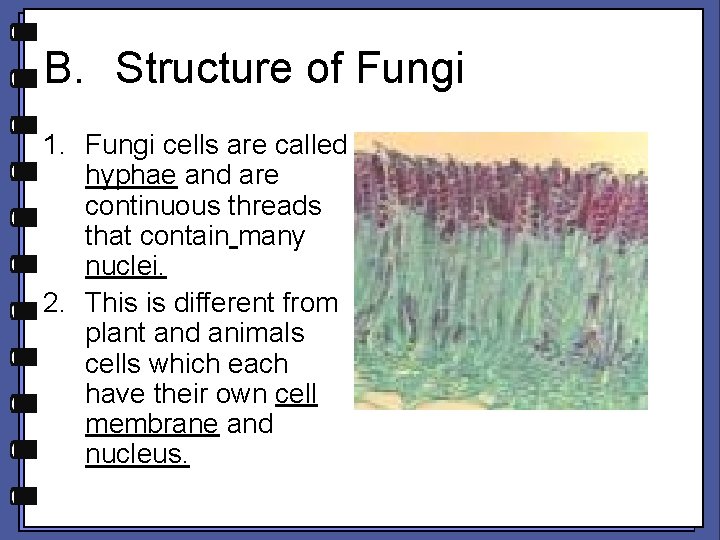 B. Structure of Fungi 1. Fungi cells are called hyphae and are continuous threads